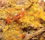 "WULFENITE & MIMETITE"