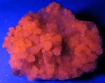 "CALCITE (fluorescence)"